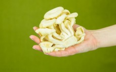Garść żółtych grzybów boczniaków