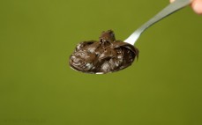 Łyżka kremu gorzka czekolada enerBio