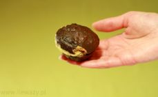 Muffinka czekoladowa z mascarpone
