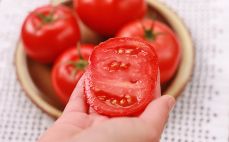 Plaster pomidora