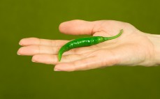Zielona papryczka chili