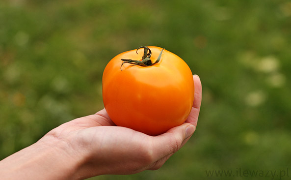 Pomidor pomarańczowy